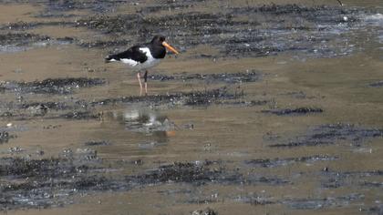 Eurasian Oystercatcher