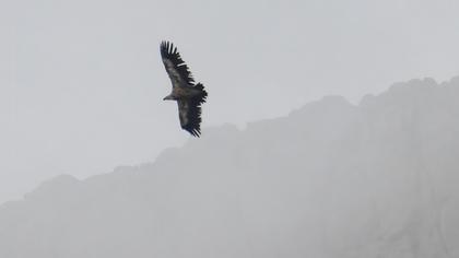 Griffon Vulture