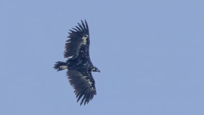 Cinereous Vulture
