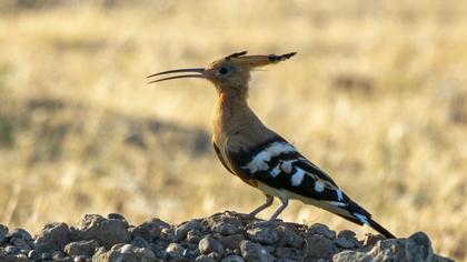Eurasian Hoopoe