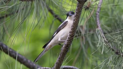 Lesser Grey Shrike