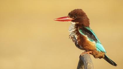 White-throated Kingfisher