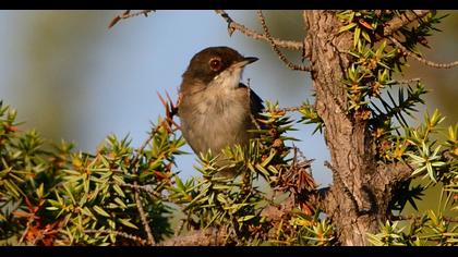 Sardinian Warbler