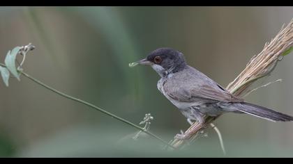 Menetries`s Warbler