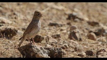 Turkestan Short-toed Lark