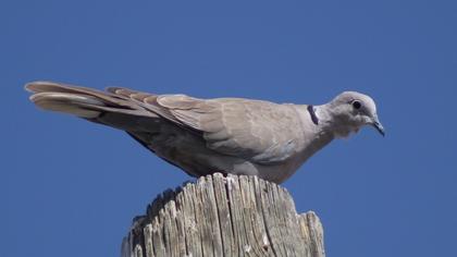 Eurasian Collared Dove