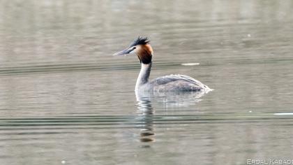 Great Crested Grebe