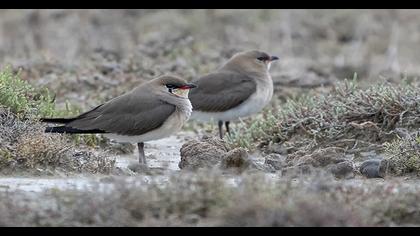 Collared Pratincole