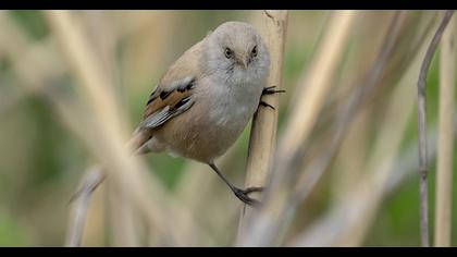 Bearded Reedling