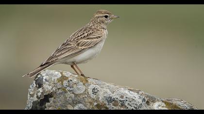 Greater Short-toed Lark