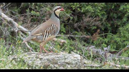 Chukar Partridge