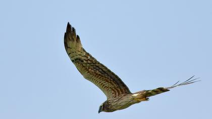 Montagu`s Harrier