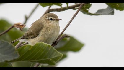 Mountain Chiffchaff