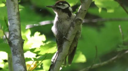 Great Spotted Woodpecker