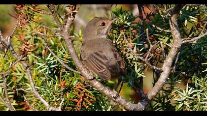 Subalpine Warbler
