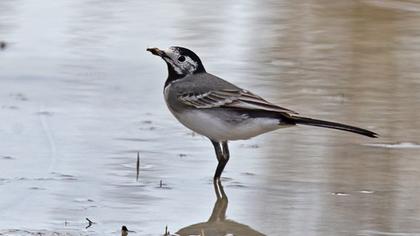 White Wagtail
