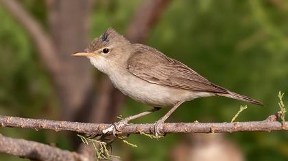 Eastern Olivaceous Warbler
