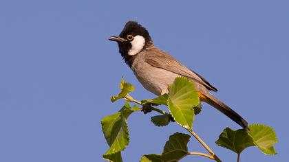 White-eared Bulbul