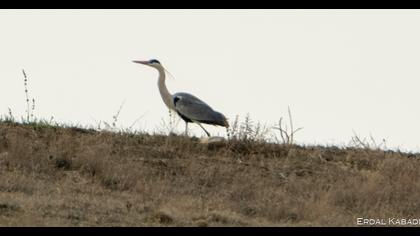 Grey Heron