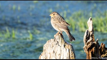 Corn Bunting