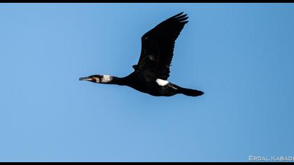 Great Cormorant