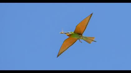 Blue-cheeked Bee-eater