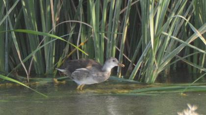 Common Moorhen