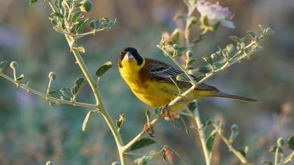 Black-headed Bunting
