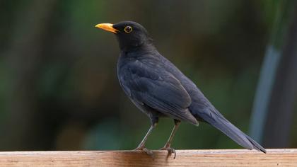 Common Blackbird