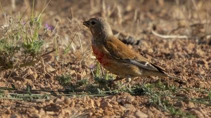 Common Linnet