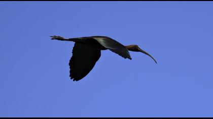 Glossy Ibis