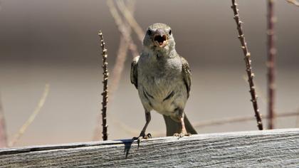 Corn Bunting