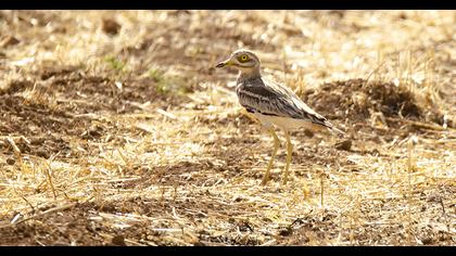Eurasian Stone-curlew