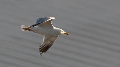 Yellow-legged Gull
