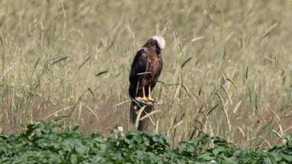 Western Marsh Harrier