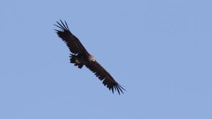 Cinereous Vulture