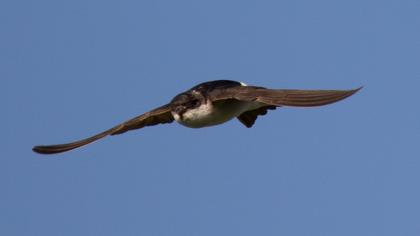 Common House Martin