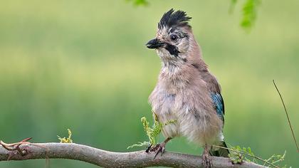 Eurasian Jay