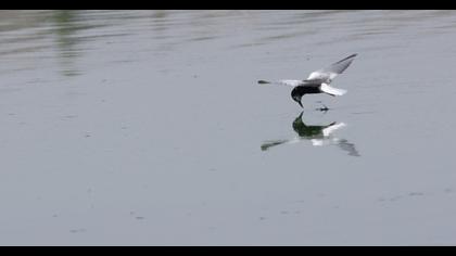 White-winged Tern