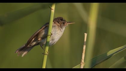 Eurasian Reed Warbler