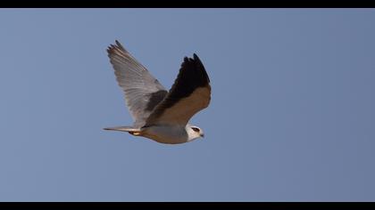 Black-winged Kite