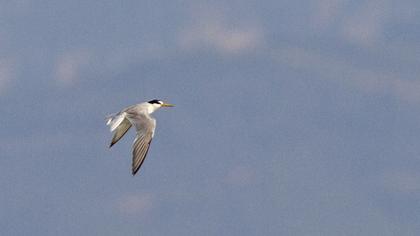 Little Tern