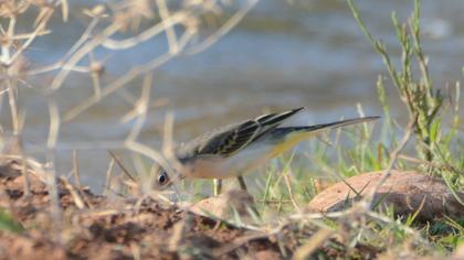 Western Yellow Wagtail