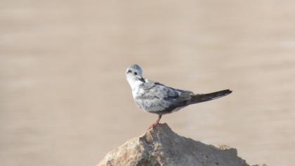White-winged Tern