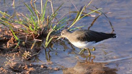Green Sandpiper