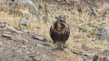 Long-legged Buzzard