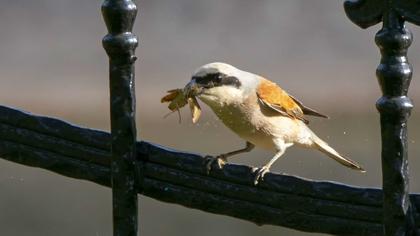 Red-backed Shrike