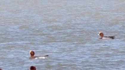 Eurasian Wigeon