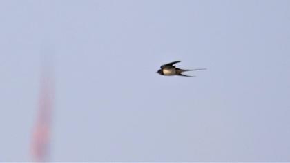 Barn Swallow