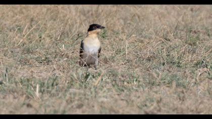 Great Spotted Cuckoo